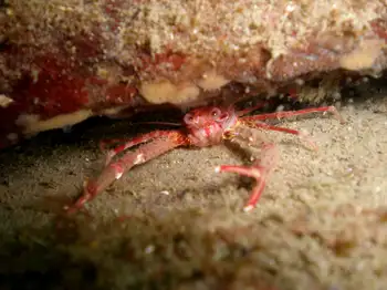 Squat Lobster