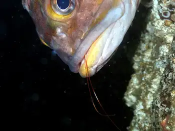 Shrimp
