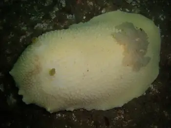 Noble Sea Lemon