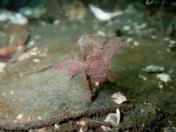 jointed three section tube worm