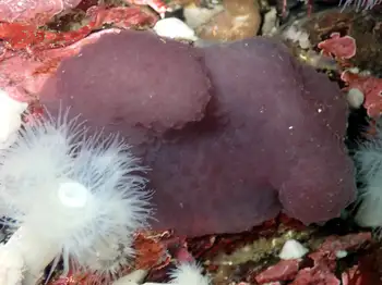 Tunicate