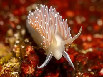 red gilled nudibranch