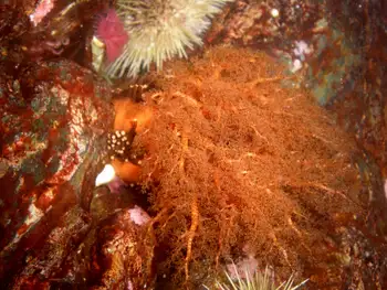 Red Sea Cucumber