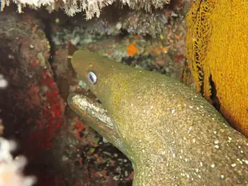 Panamic Moray Eel