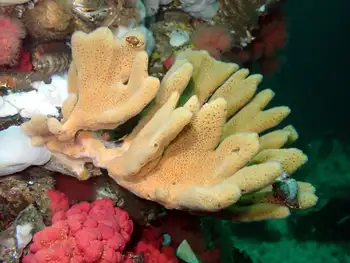Sponge