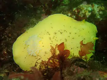 Noble Sea Lemon