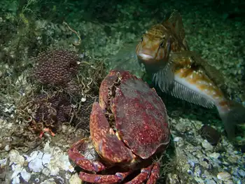 Whitespotted Greenling and Red Rock Crab