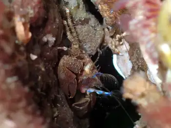 Porcelain Crab
