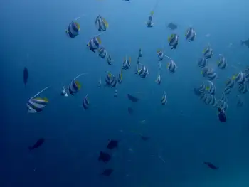 Pennant Coralfish