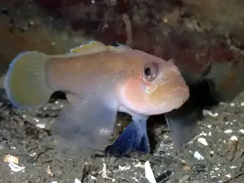 Blackeye Goby