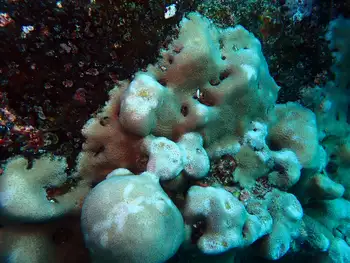 Pavona Coral