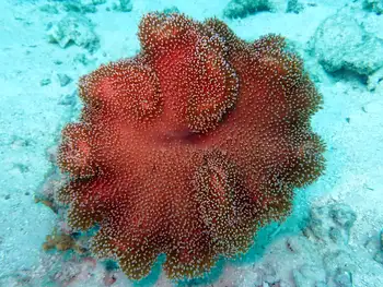 Mushroom Leather Coral