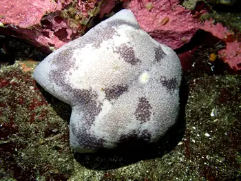Slime Star