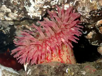 Painted Anemone