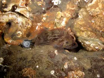 Young of Year Rockfish