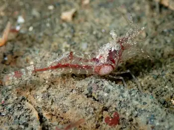 Kincaid Shrimp