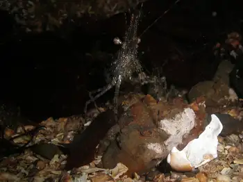 Shrimp