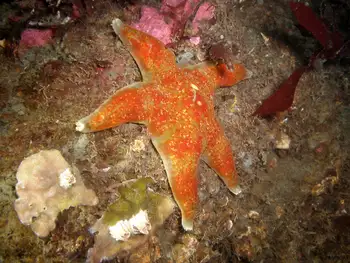 Leather Star