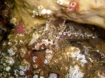 Thornback Sculpin