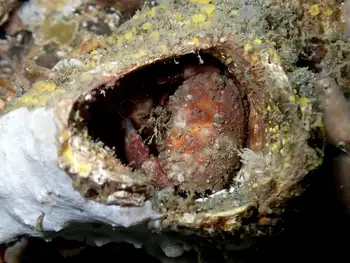 Pygmy Rock Crab