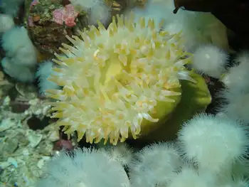 Painted Anemone