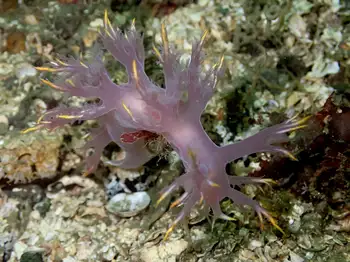 Multicolor Dendronotid