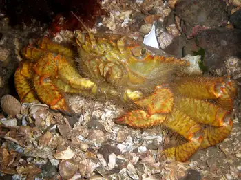Helmet Crab