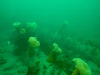 Dive Site