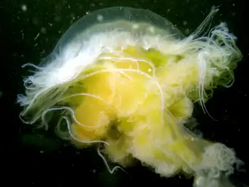 Egg Yolk Jelly