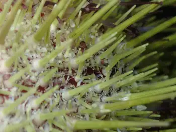 Green Sea Urchin