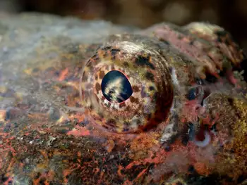 buffalo sculpin