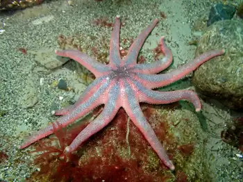 Striped Sun Star