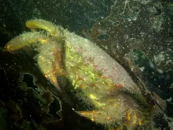 Helmet Crab