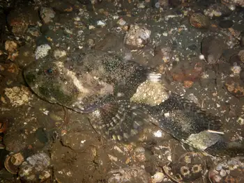 Great Sculpin