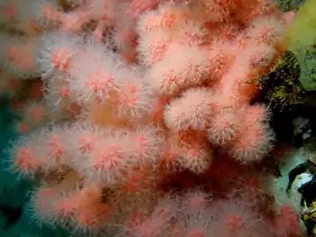 Red Soft Coral