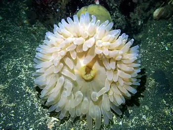 Swimming Anemone