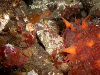 Smoothhead Sculpin