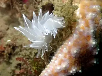 giant spined star