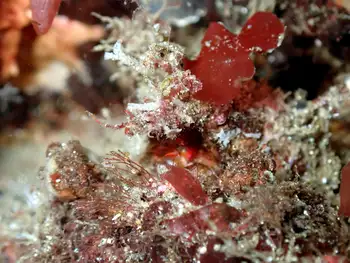 Graceful Decorator Crab