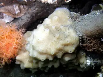 Hard Gnarled Clump Sponge