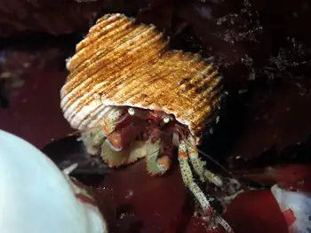 Bering Hermit Crab