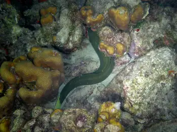 green moray eel