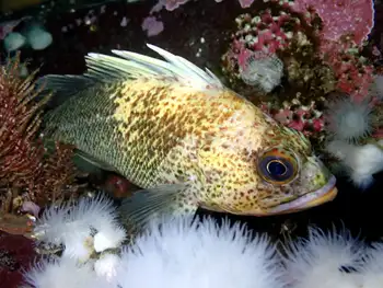 Quillback Rockfish