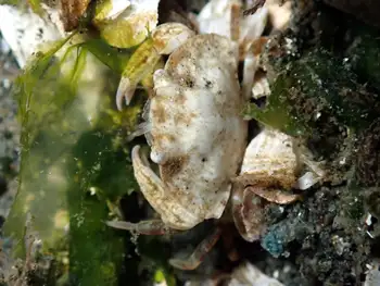 Crab