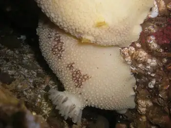 Noble Sea Lemon