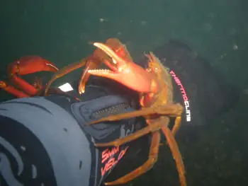 Northern Kelp Crabs