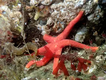 Morning Sun Star