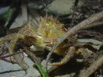 Helmet Crab