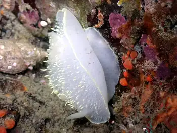 Pilose Dorid