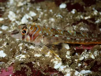 Longfin Sculpin